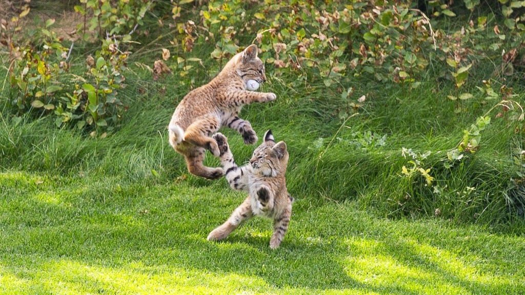 Bobcats pilfer golf balls on Colorado golf course